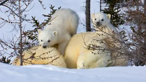 Studiu îngrijorător: Urşii polari ar putea dispărea aproape în totalitate până în 2100. Cum le afectează traiul schimbările climatice