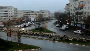Sute de oi au blocat traficul din centrul Alexandriei. Imaginile, virale pe reţelele de socializare. VIDEO