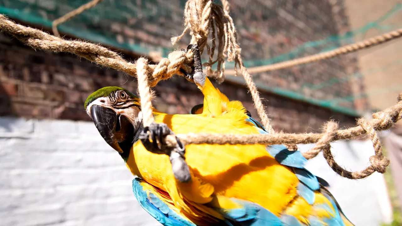 Papagalul Julieta, în căutarea iubirii de 20 de ani. Dragoste imposibilă, dincolo de gratiile grădinii zoologice