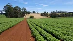 Descoperirea care ar putea rezolva una dintre cele mai mari probleme ale agriculturii moderne