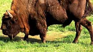 Bizonii se întorc în România după o absenţă de 200 de ani