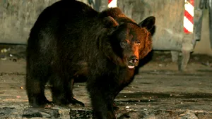 O ursoaică de 3 ani, capturată în zona Castelului Peleş - VIDEO