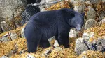 Un urs „spărgător” provoacă panică în Japonia. A intrat în case, a golit frigidere și revine la aceleași adrese
