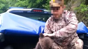 FOTO Un pui de urs căzut pe carosabil a fost adus înapoi lângă mama sa