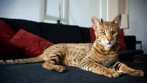 Cele mai scumpe animale domestice de companie. Pisica de 125.000 de dolari