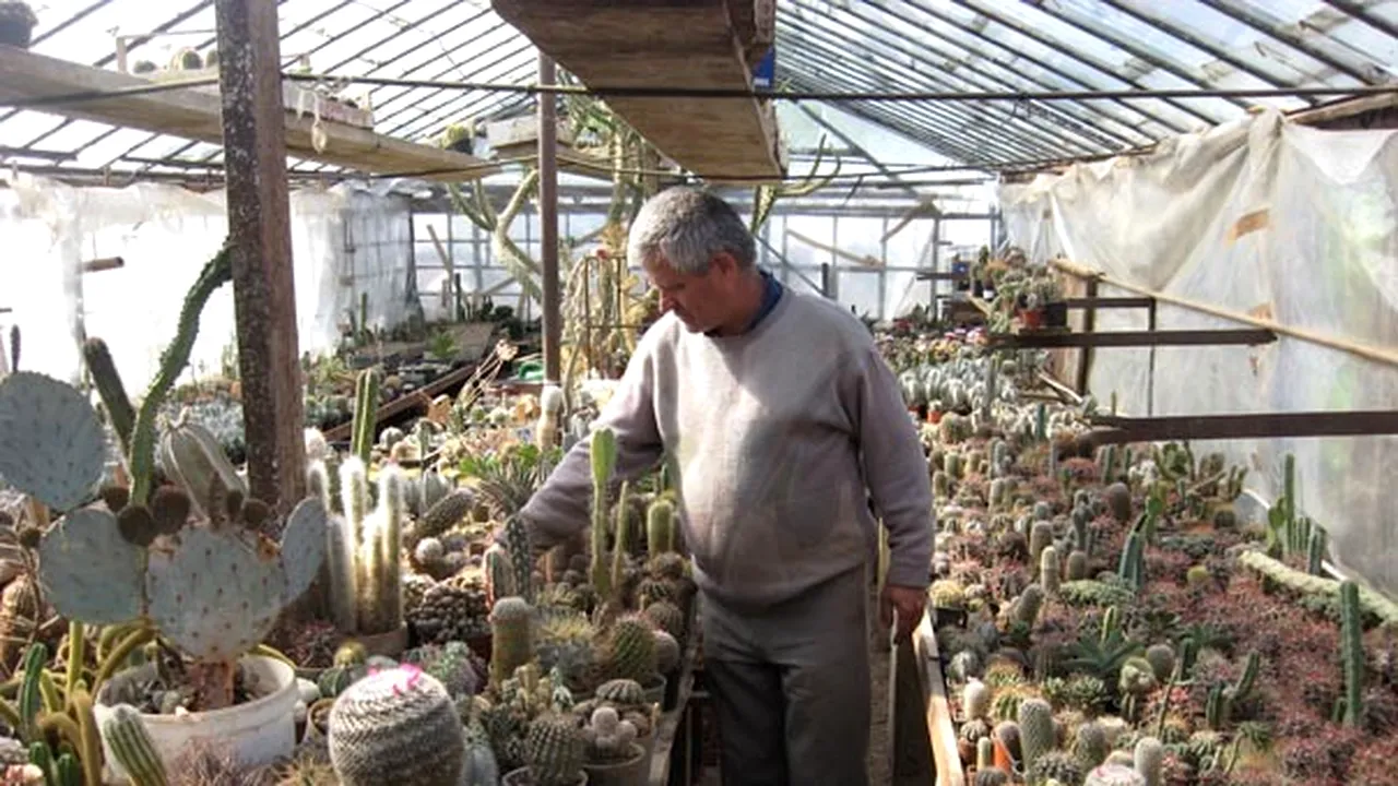 REPORTAJ: Un arădean a adunat în 15 ani o colecţie de peste 30.000 de cactuşi din 500 de specii