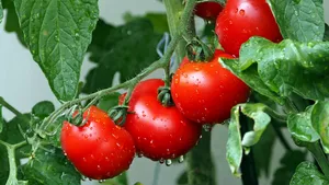 Cercetători: Plantele emit „ţipete” când se simt în pericol sau sunt rupte