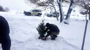Brazii folosiţi de gălăţeni de Crăciun, replantaţi în curţile şcolilor şi grădiniţelor - FOTO