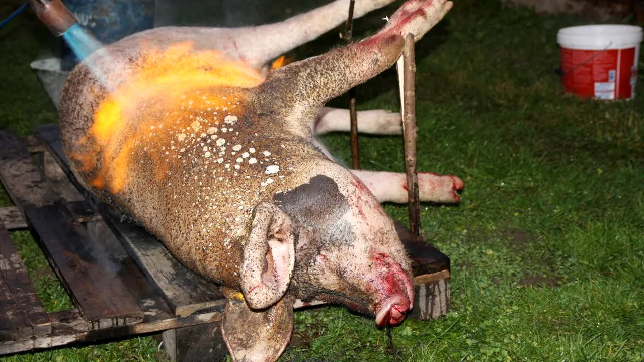 Cum au evoluat gusturile românilor | Porcii bio crescuţi la ţară, la mare căutare înainte de sărbători - FOTO