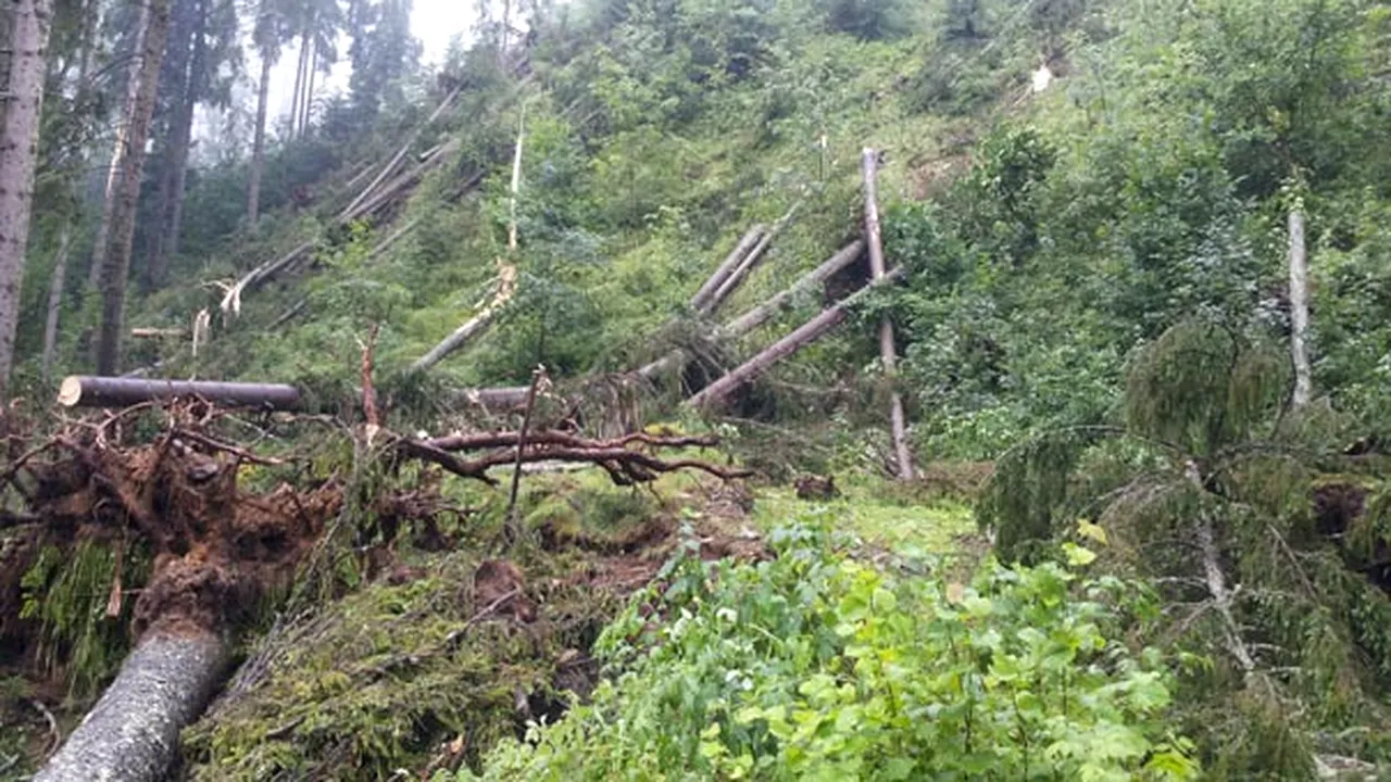 Suceava: Vântul care a doborât mii de copaci pe o suprafaţă de 55 de hectare a durat 7-8 minute