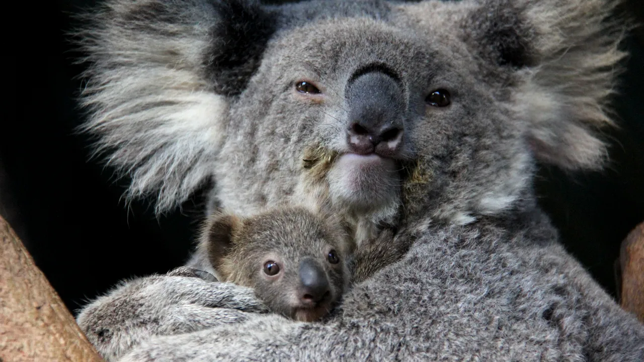 Un stat australian interzice exploatarea forestieră pentru a crea un paradis pentru koala