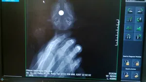 Arad: Pui de pisică, operat la cap pentru extragerea unui proiectil metalic tras cu praştia - FOTO