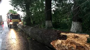 Zeci de copaci smulşi de vijelie, într-o comună din judeţul Vâlcea