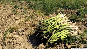 Recoltele putrezesc pe măsură ce fermierii italieni sunt loviţi de COVID-19, dar şi de secetă
