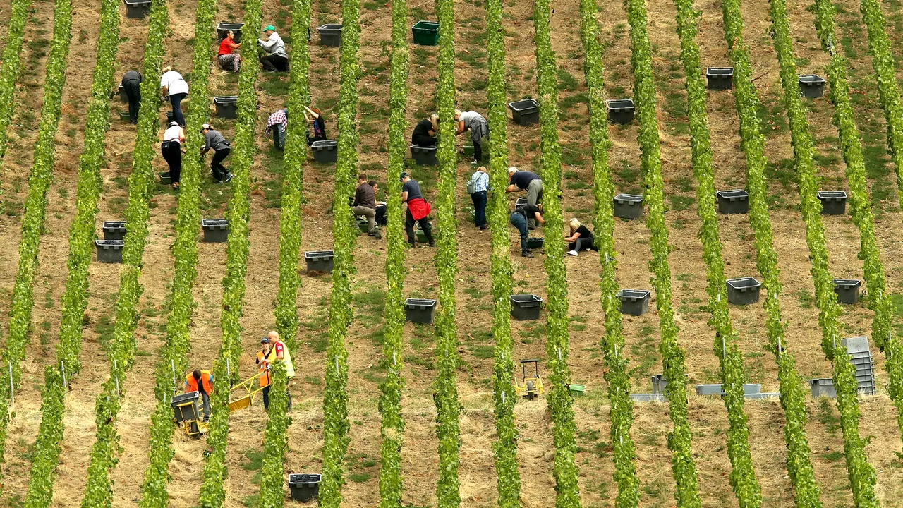 Războiul şampaniei în Franţa între producători şi cultivatori. Se aşteaptă la pierderi de 1,7 miliarde de euro în 2020