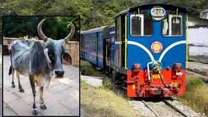 Tragedie suprarealistă în India: o vaca lovită şi aruncată 30 de metri de un tren a ucis un bătrân de 82 de ani