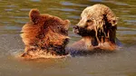 Franța: Animalele se vor confrunta cu un adevărat cataclism în timpul valului de căldură