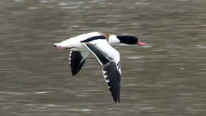 Imagini cu o pasăre rară, surprinse în Parcul Natural Lunca Mureşului