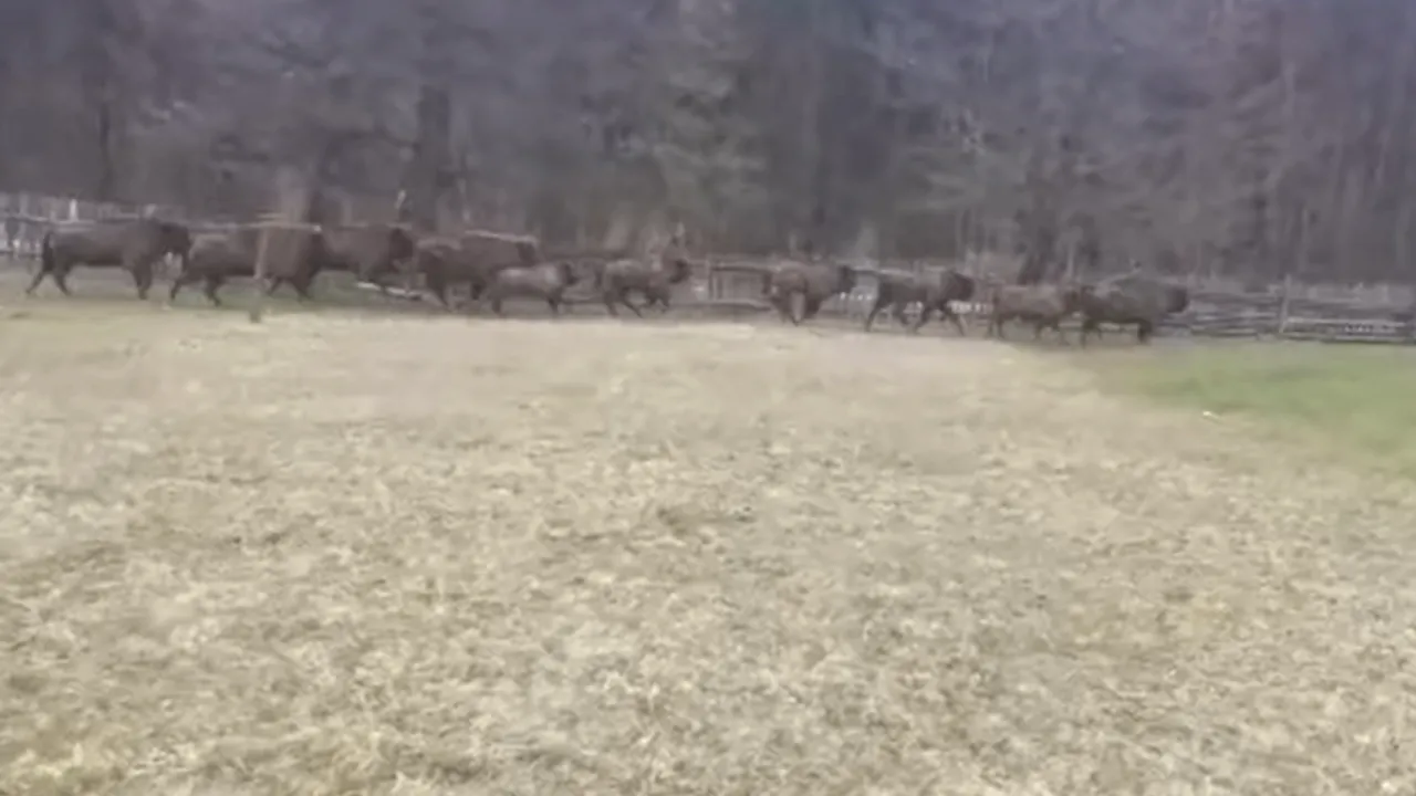 VIDEO Turmă de zimbri, filmată când sare gardul unei proprietăţi din Neamţ