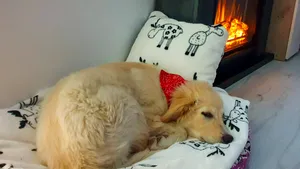 4 aprilie, Ziua Internaţională a adopţiei câinilor fără stăpân. „Este gestul prin care poţi să ajuţi un animal, o persoană, orice fiinţă”