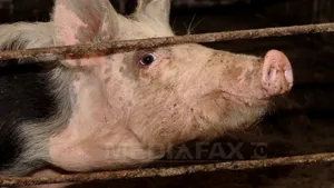 Porc de 200 de kilograme pentru liderul Ligii I