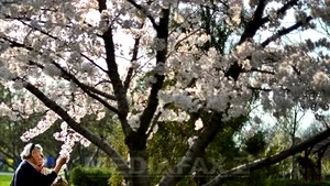 Cum va fi primăvara acestui an. PROGNOZA METEO până în luna aprilie