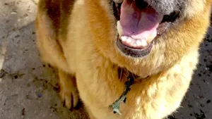 Misiune INEDITĂ a poliţiştilor de frontieră din Giurgiu: Se caută stăpân pentru Muha, un câine pregătit să găsească droguri | FOTO