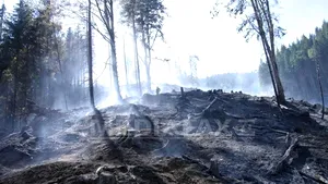 Incendiu puternic într-o pădure de lângă Cheia