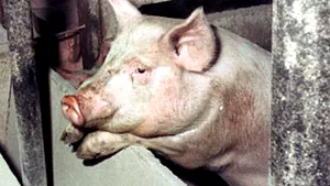 FOCUS: Ghidul de asomare şi precizia veterinarului garantează starea de insensibilitate a porcului