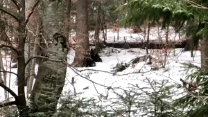 Doi urşi au fost filmaţi în Sinaia în timp ce mâncau miere