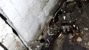 Prima reacţie a conducerii mall-ului unde s-au găsit colonii de gândaci: Nu avem acces la spaţiile pe care le oferim în chirie