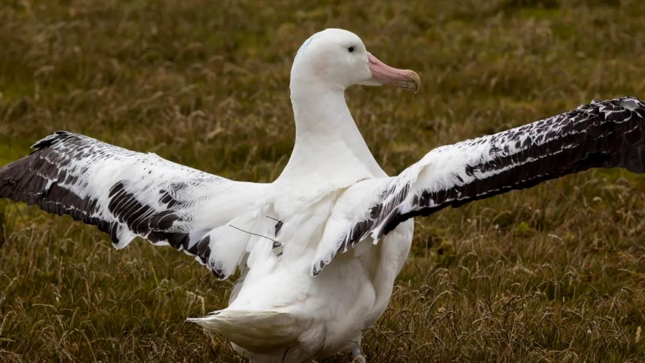Noua armă în lupta contra pescuitului ilegal: Albatroşi echipaţi cu dispozitive GPS