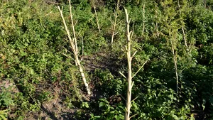 Grupare care avea cinci plantaţii de cannabis în judeţul Timiş, destructurată de DIICOT. Cantitatea, estimată la ordinul câtorva tone