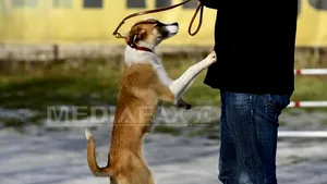 REPORTAJ: Proiect-pilot unic în România - Şase deţinuţi de la Jilava şi Satu Mare vor dresa câini comunitari - FOTO