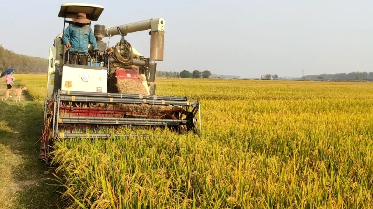 Fermierii din Olanda renunță la vaci și cultivă orez. Motivul surprinzător din spatele schimbării