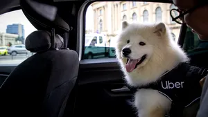 Uber lansează Uber Pet