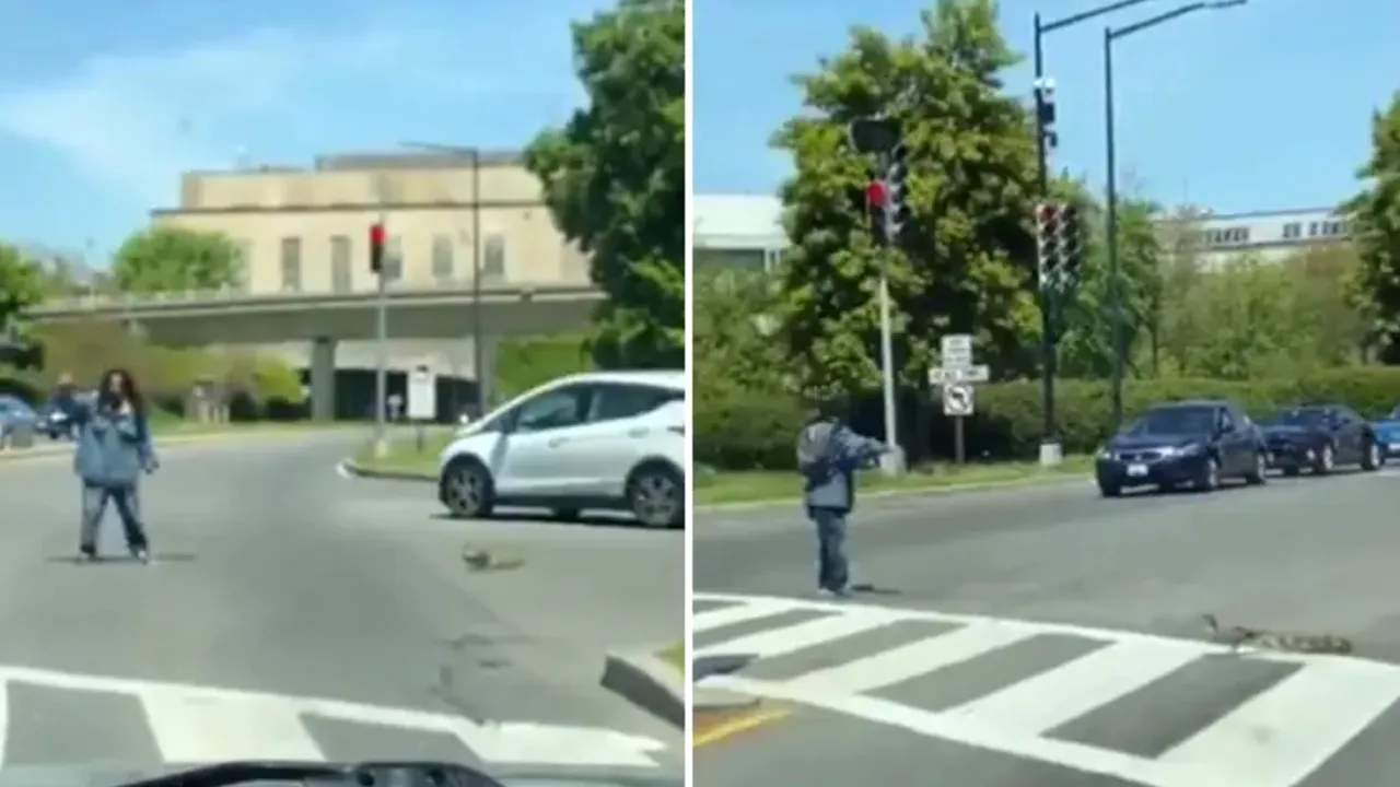 VIDEO O răţuşcă şi puii ei, ajutaţi să traverseze o stradă aglomerată. Clipul, viral pe Twitter 