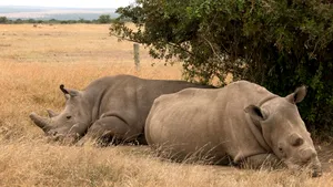 Doi rinoceri albi nordici, ultimii de pe planetă. Cum încearcă cercetătorii, în ultima clipă, să salveze specia de la dispariţie | VIDEO