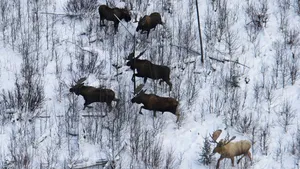 Un elan cu blana de culoare rară a fost văzut într-o pădure din Alaska