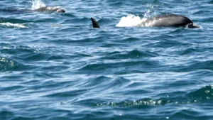 Zeci de delfini morţi, descoperiţi pe litoralul ucrainean al Mării Negre