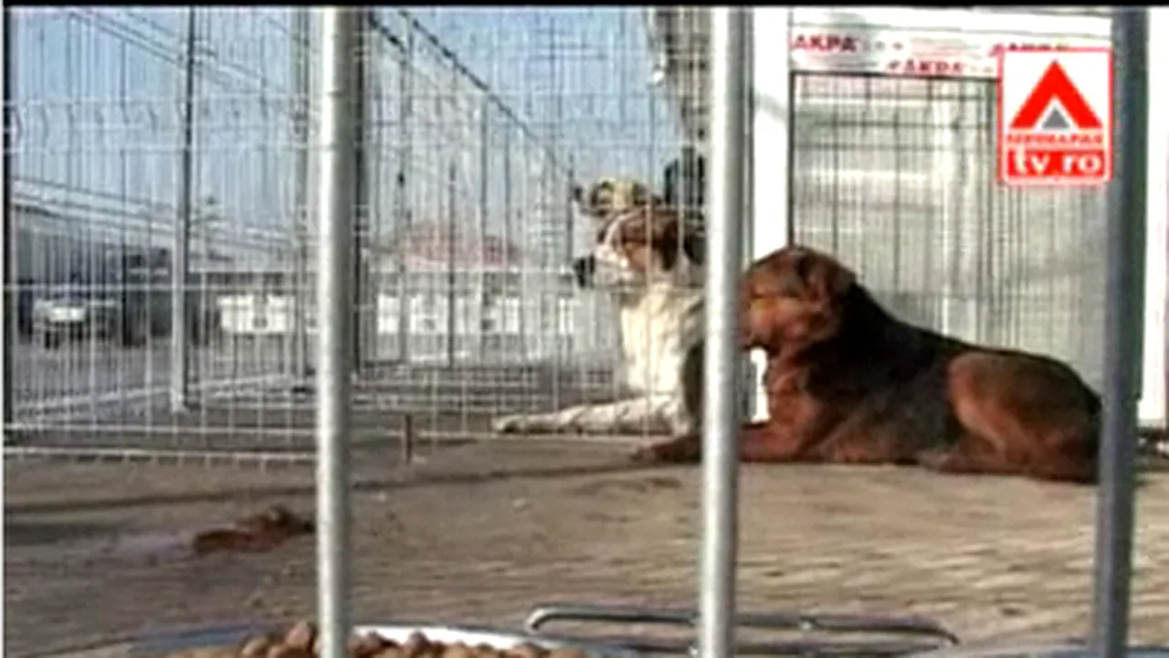 Adăpost pentru animalele fără stăpân, în sectorul 1 al Capitalei