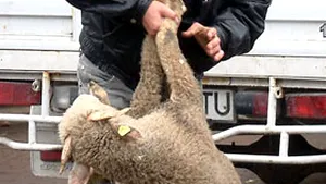 Sacrificările de animale au scăzut în luna iunie