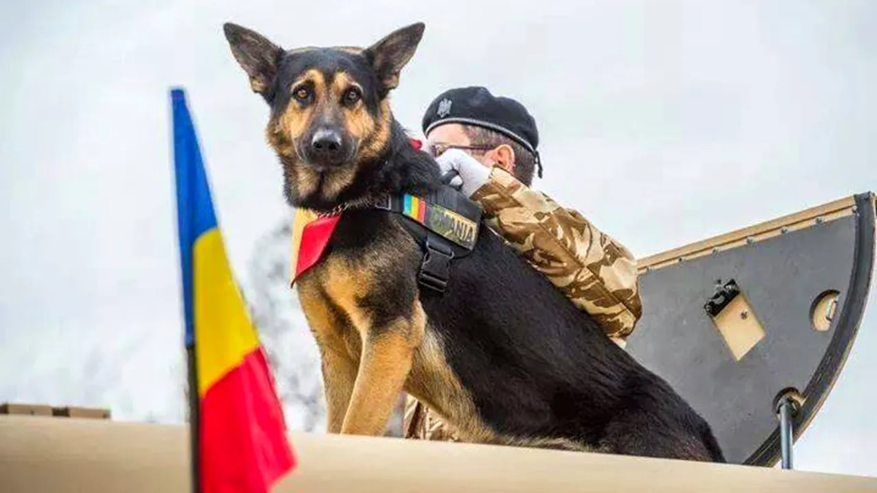Max, fostul câine al Armatei, a murit marţi seară - VIDEO