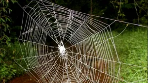 Topul celor mai spectaculoase specii noi descoperite în 2011. Vezi aici cum arată