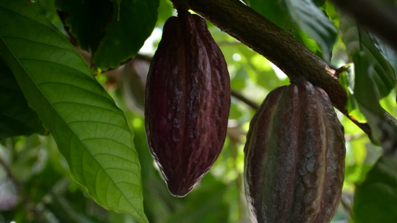 Cultivatorii de cacao din Ghana riscă până la 20 de ani de închisoare dacă încalcă o nouă lege