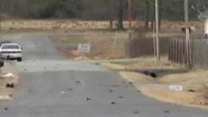 Ploaie cu păsări moarte într-un oraş din SUA - VIDEO