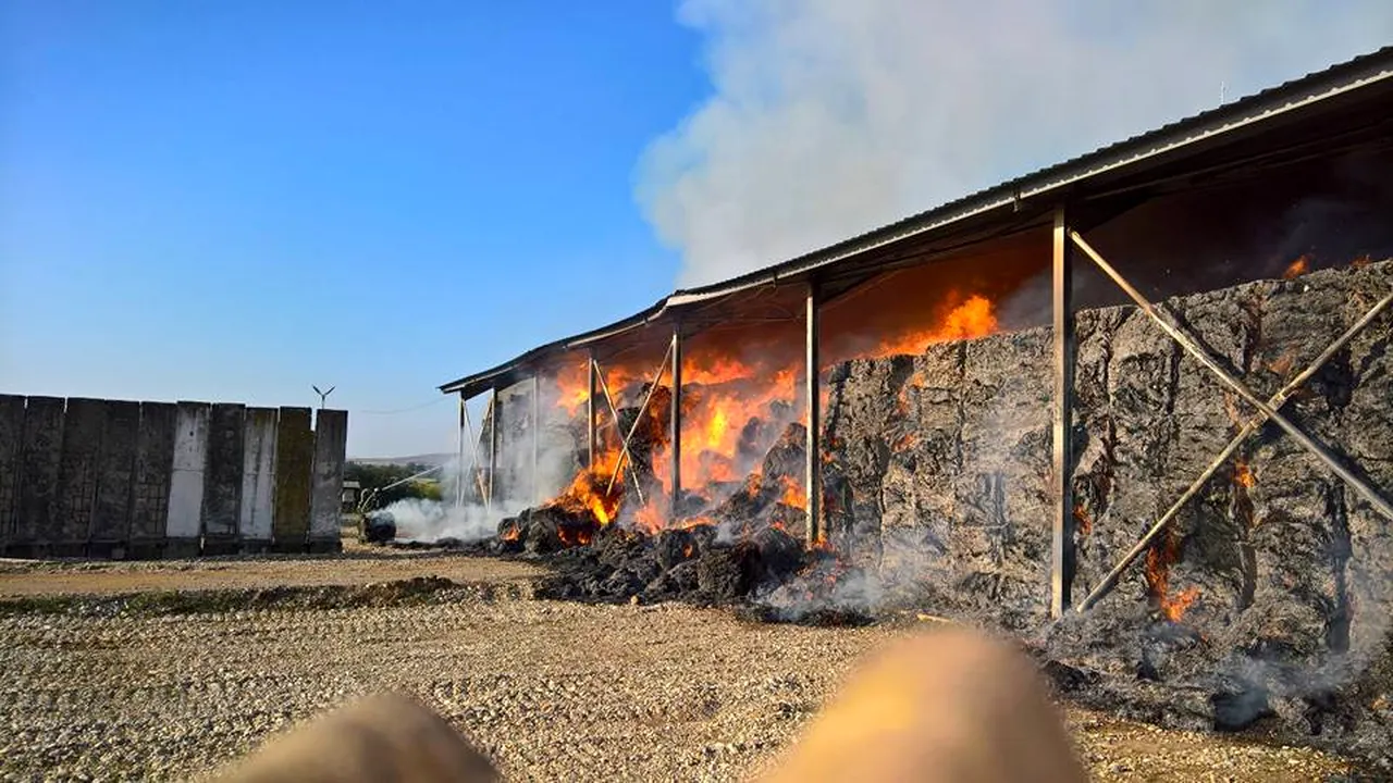 FOTO | INCENDIU puternic la o fermă din Timiş pe o suprafaţă de 6.000 de metri pătraţi/ Există riscul extinderii la o staţie de biogaz