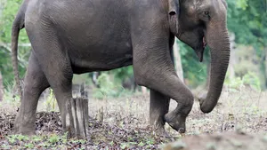 Singurul elefant indian din România, la Grădina Zoologică din Târgu Mureş 