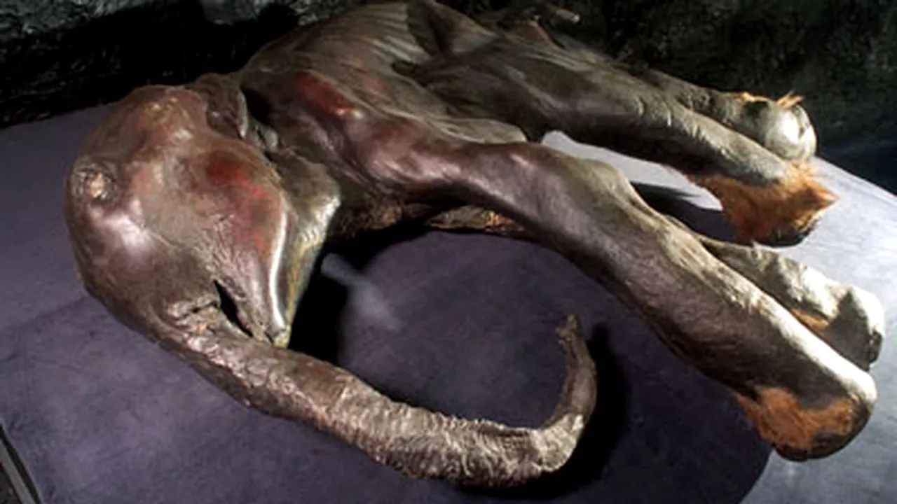 Pui de mamut lânos, în stare perfectă de conservare