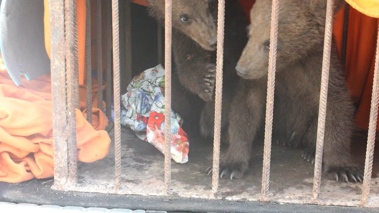 Doi pui de urs vor fi îngrijiţi la un centru din Harghita după ce mama lor a murit lovită de tren | FOTO